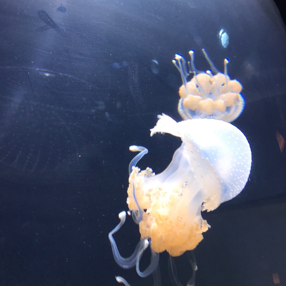 Meet your Posher, Maggie